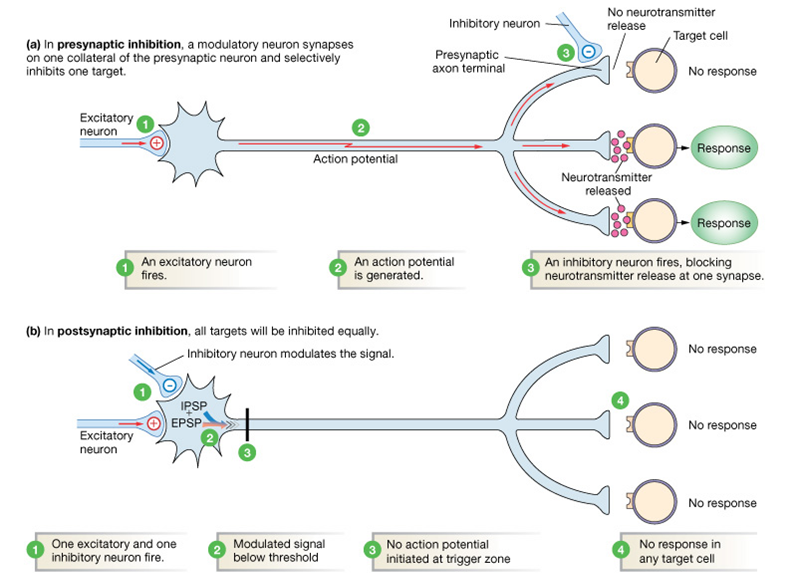 Presynaptic Inhibition